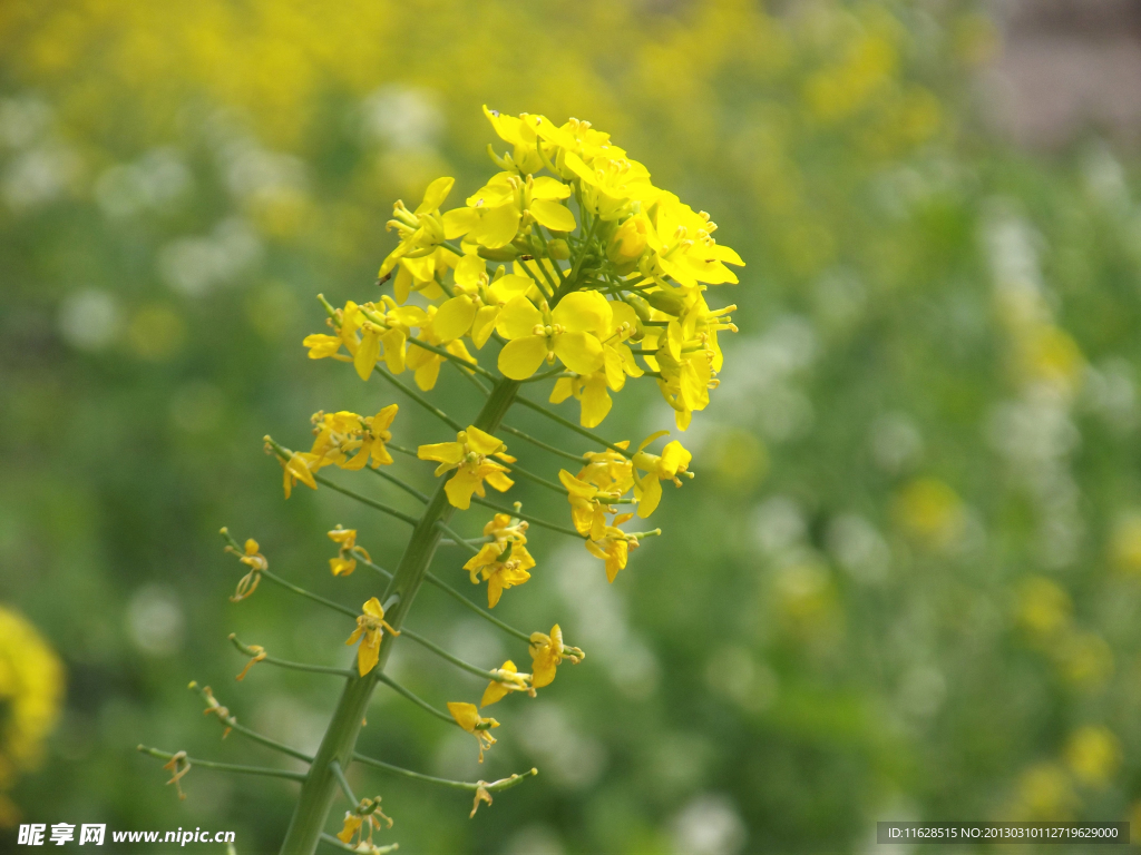 油菜花