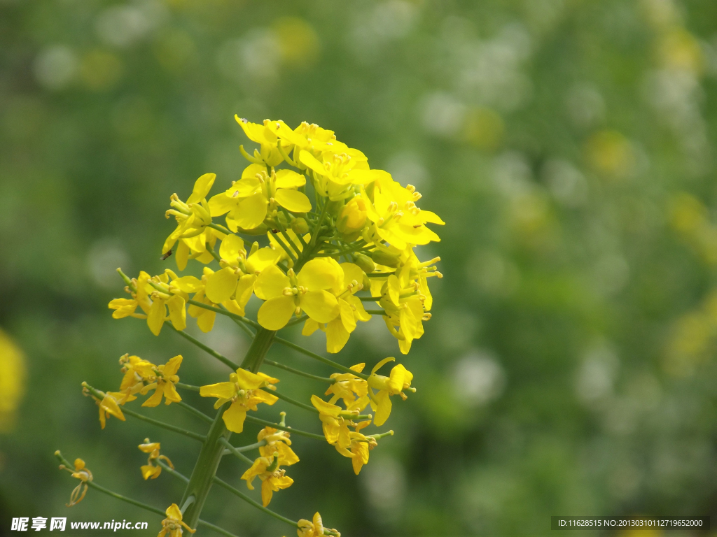 油菜花