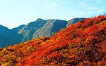 嵩山少室山森林自然景观