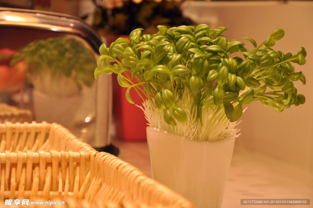绿色植物