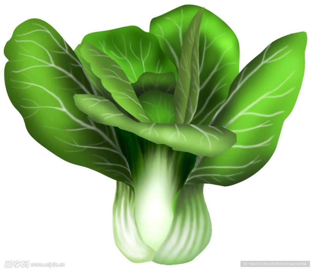 油菜