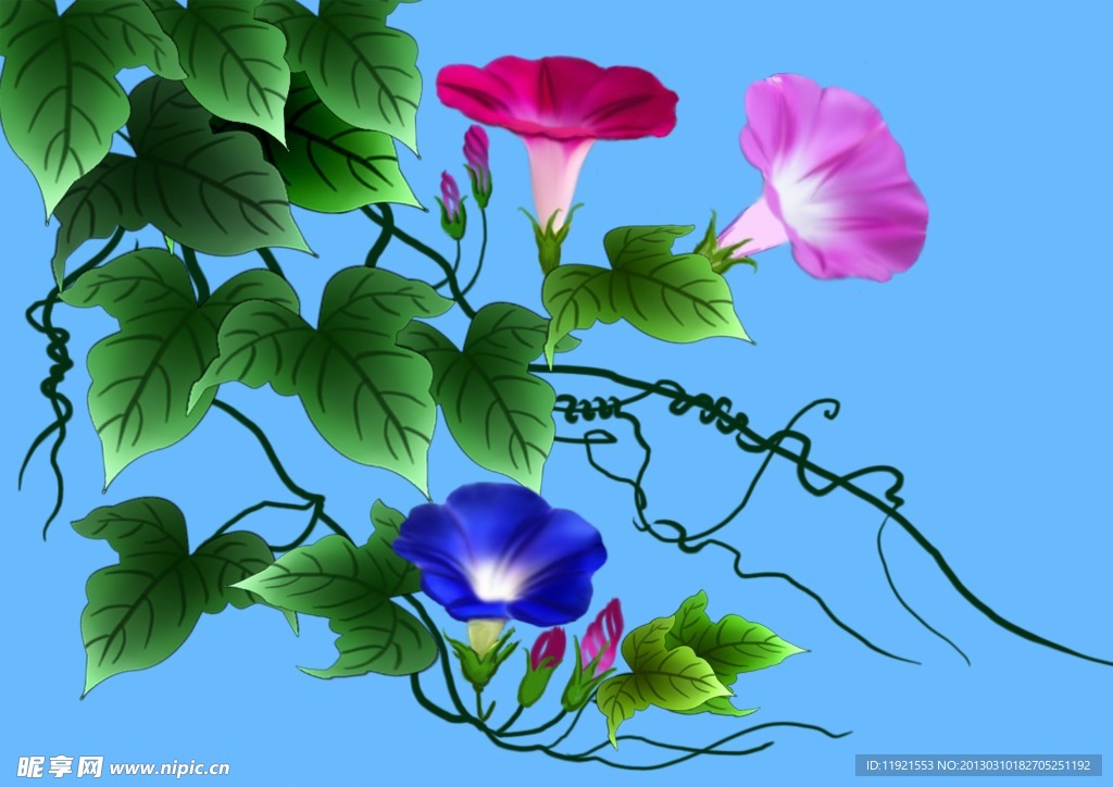 牵牛花