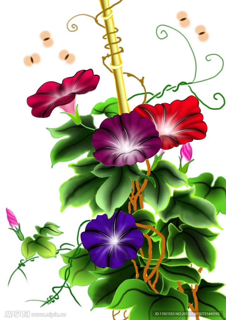 牵牛花