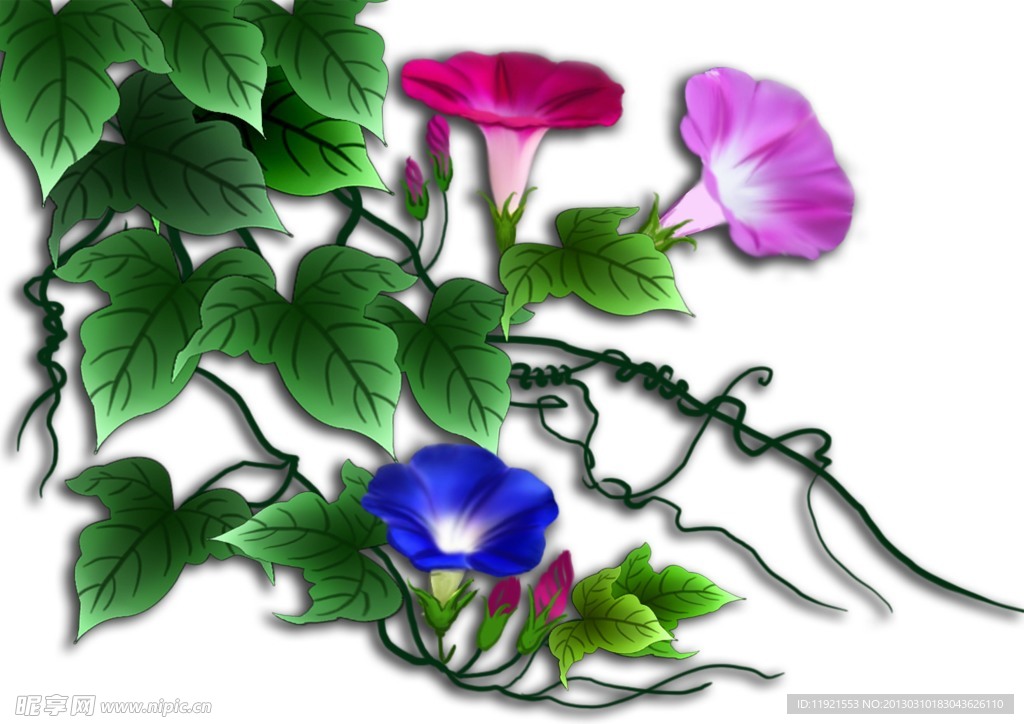 牵牛花