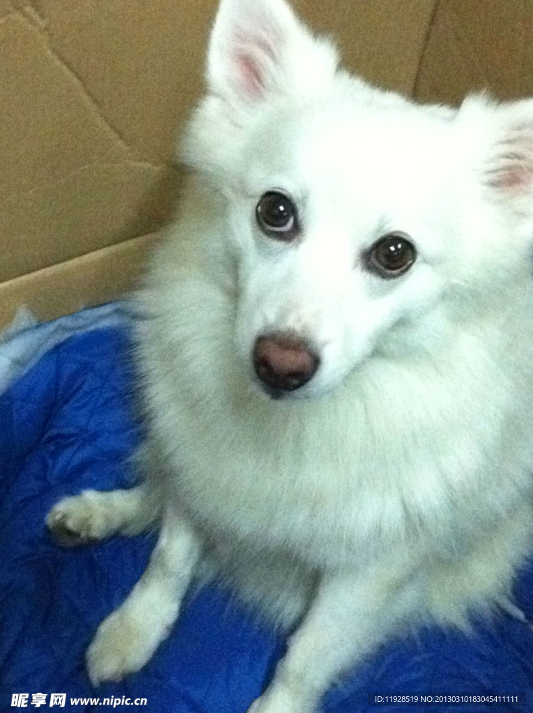 银狐