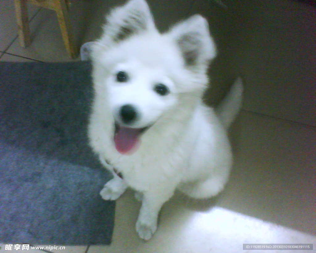 银狐