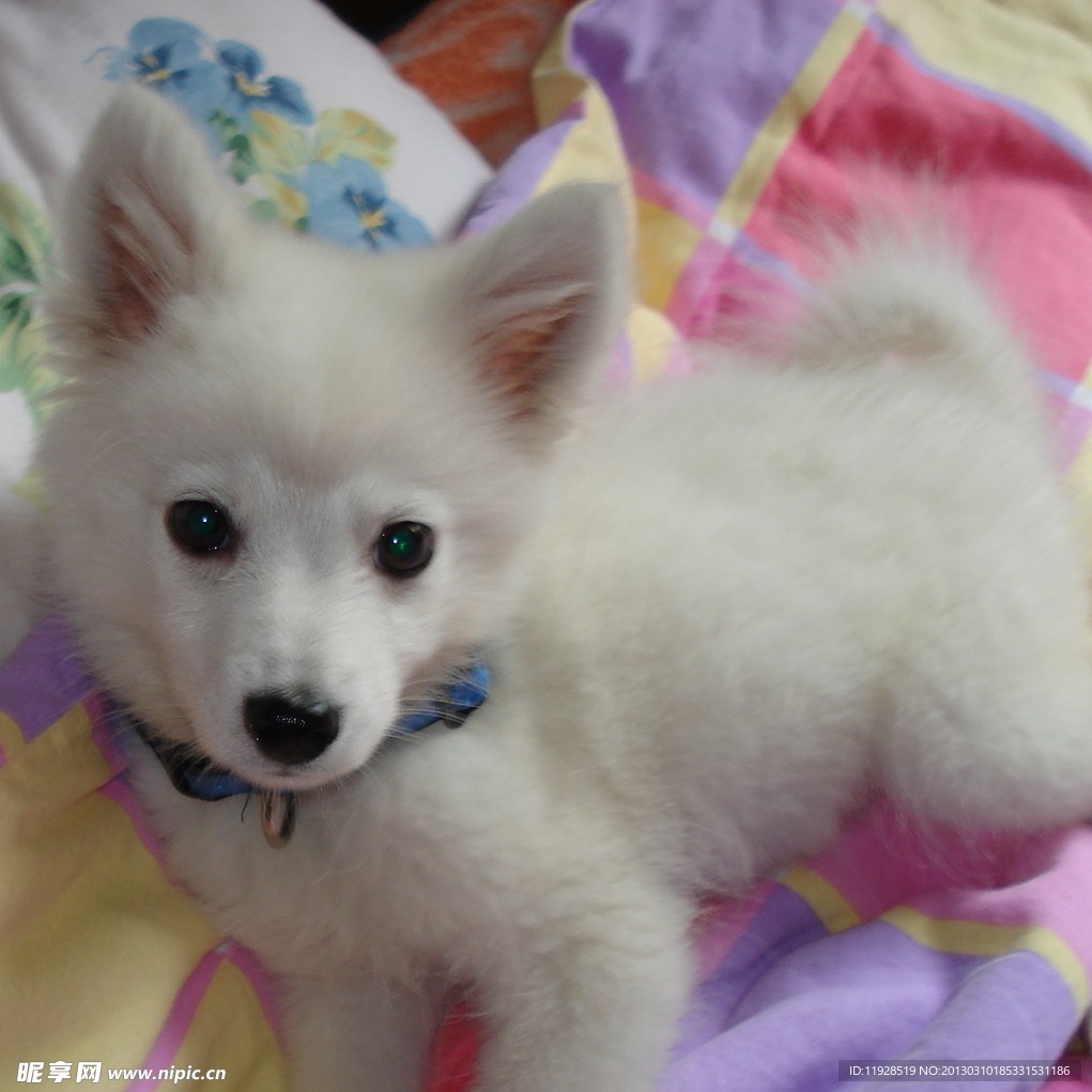 银狐