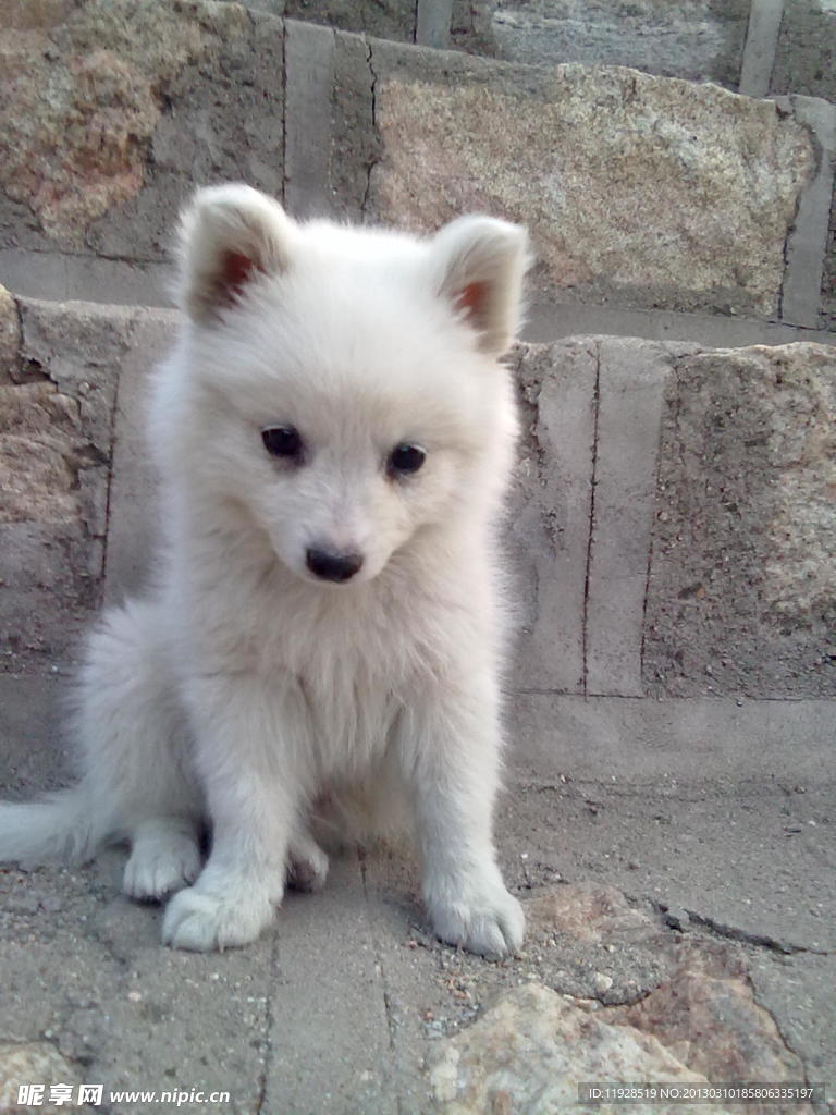 银狐犬