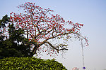 木棉花