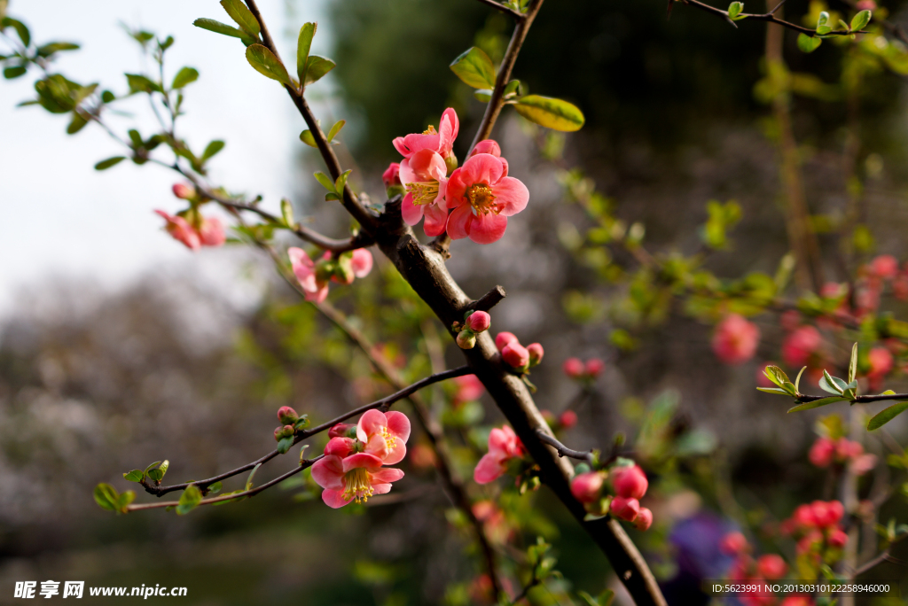 桃花