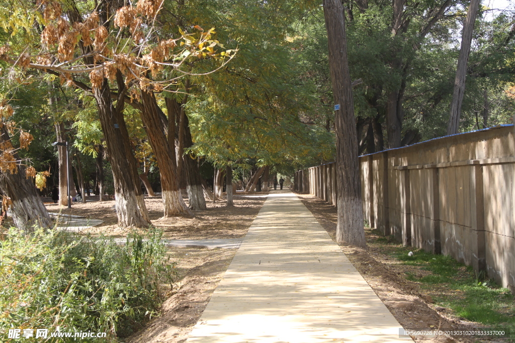 林间的路