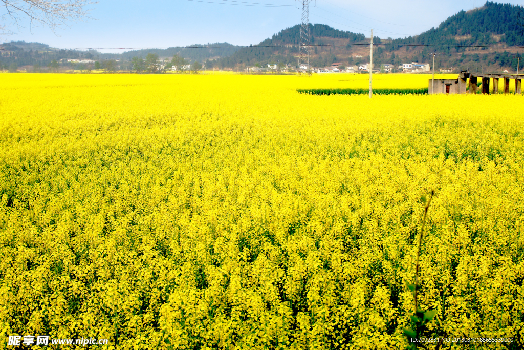 油菜花海