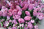 风信子鲜花