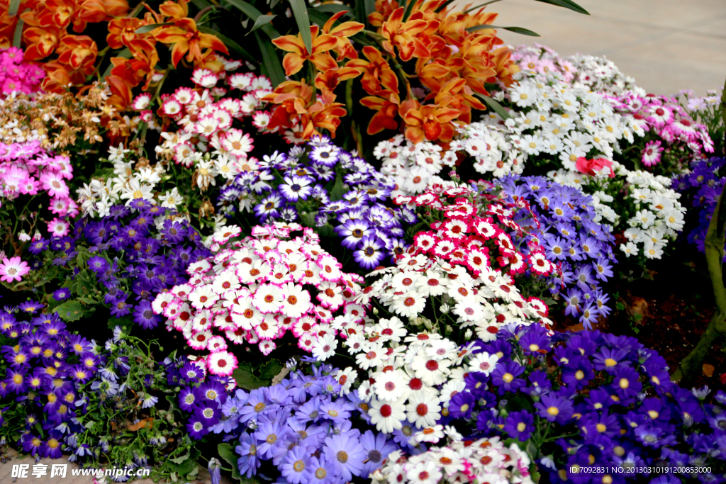 鲜花
