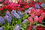 风信子鲜花