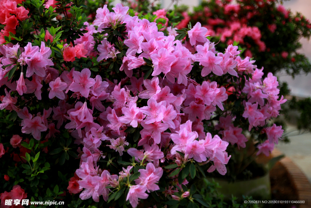 杜鹃花