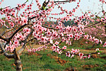 桃花争艳