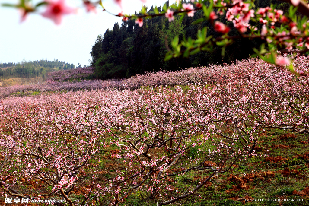 桃花映山红
