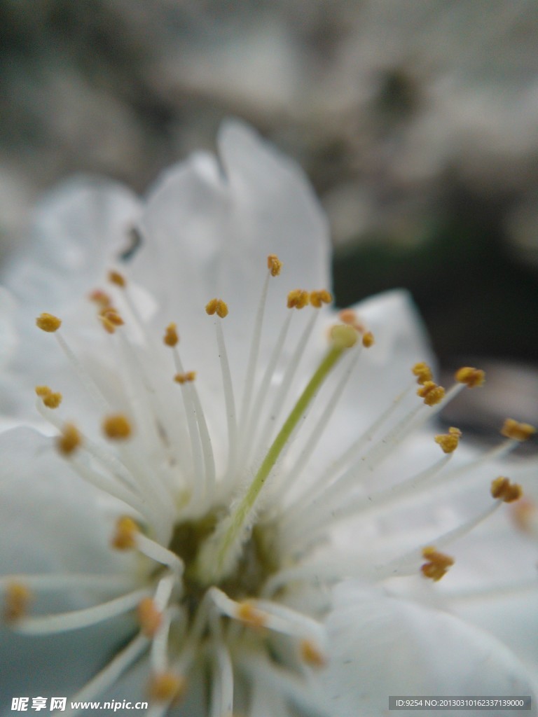 花蕊