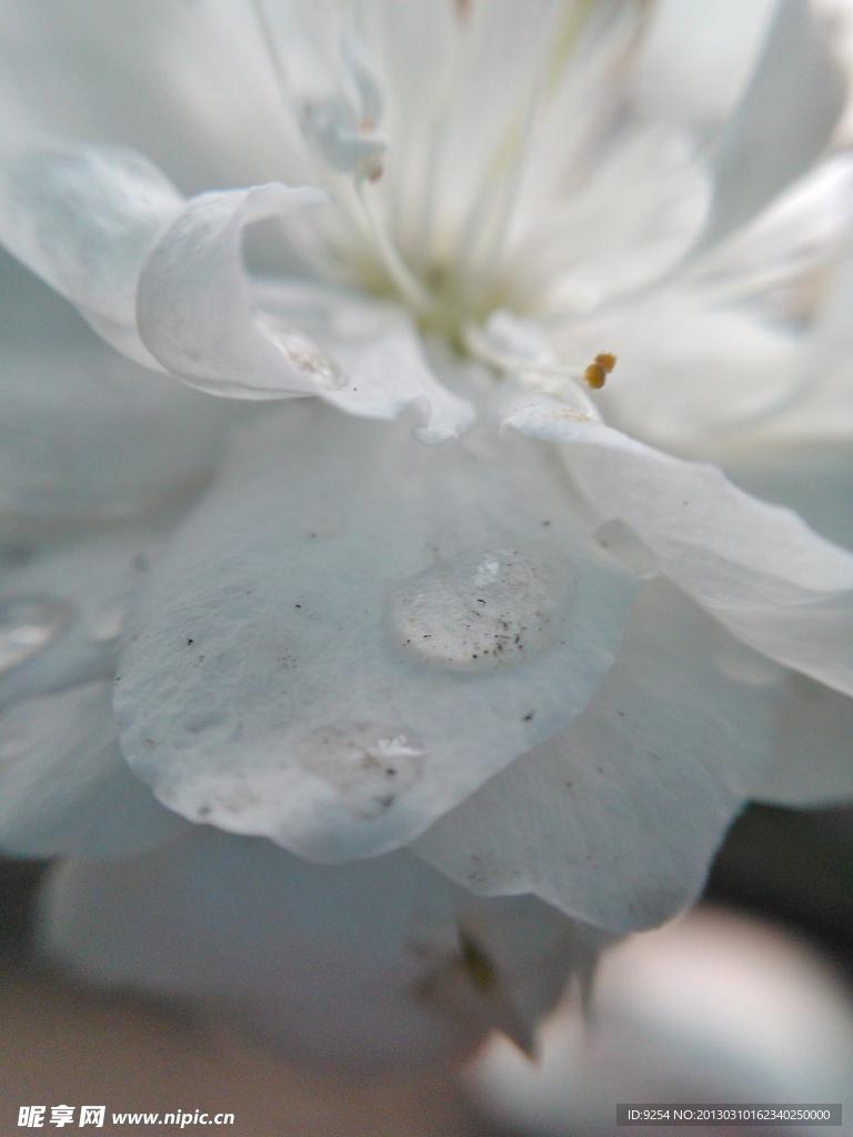 樱花与水珠