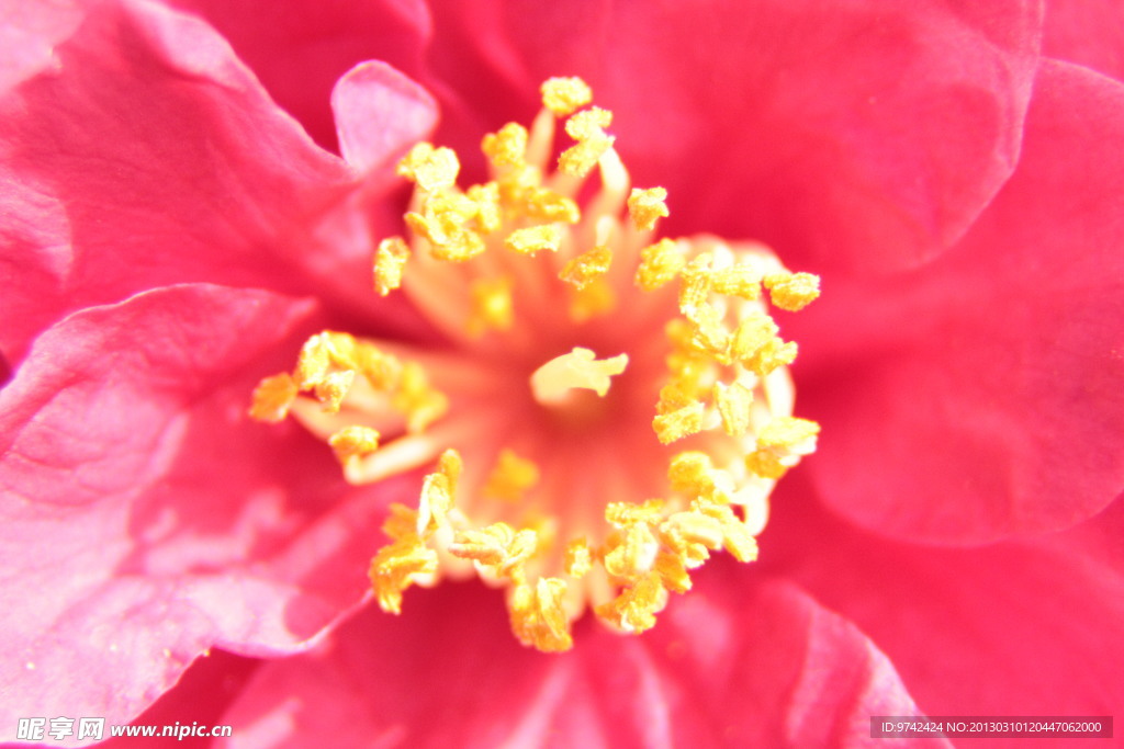 山茶花