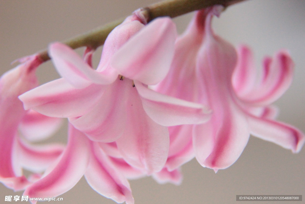 花蕾