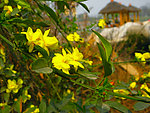 漂亮小花