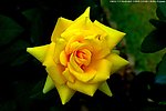 中国月季 月季花