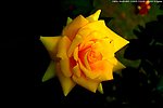 中国月季 月季花