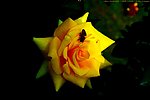 中国月季 月季花