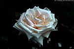 中国月季 米黄月季花
