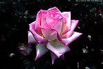 中国月季 月季花
