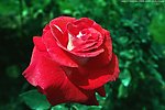 中国月季 月季花