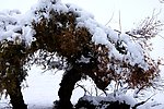 雪后怪柳