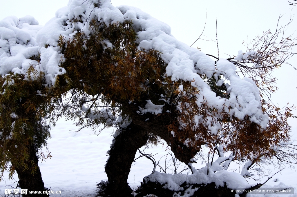 雪后怪柳