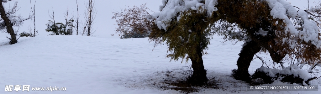 雪后田野