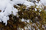 雪后怪柳