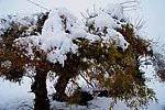 雪后怪柳