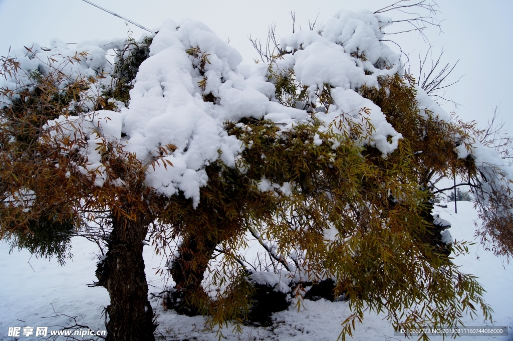 雪后怪柳