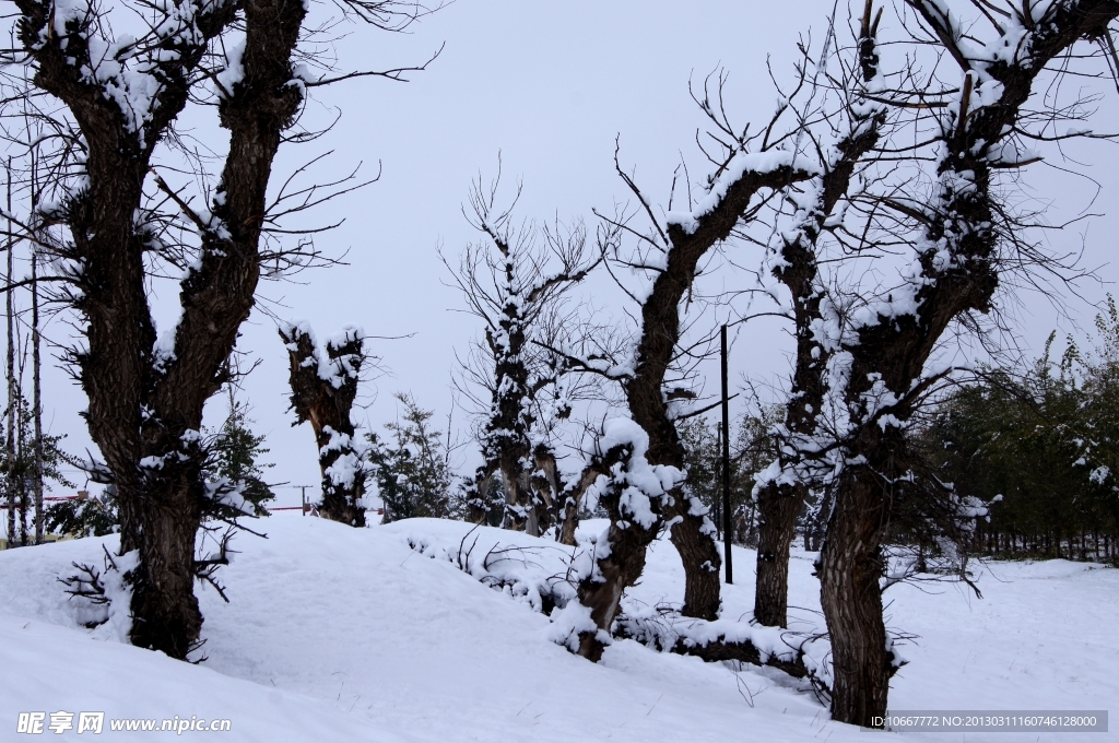 雪后怪柳