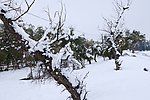雪后怪柳