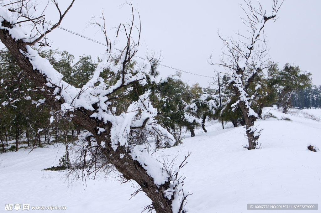 雪后怪柳