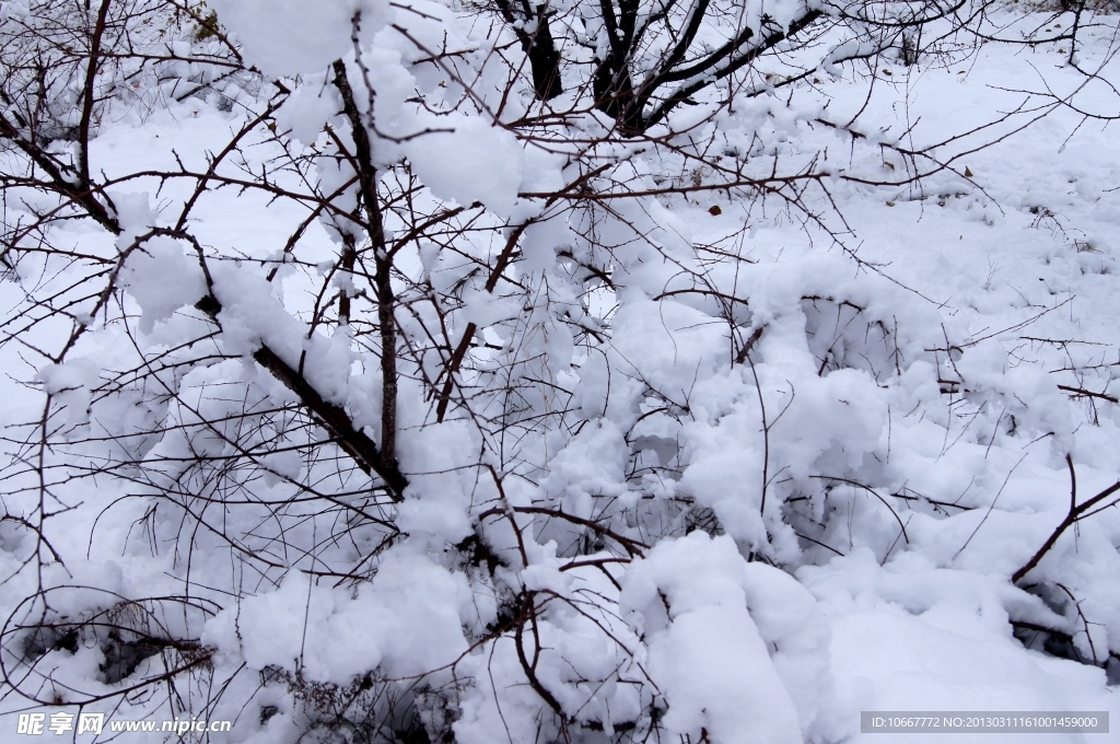 雪后