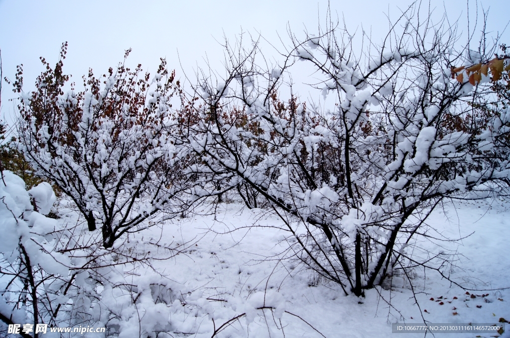 雪后