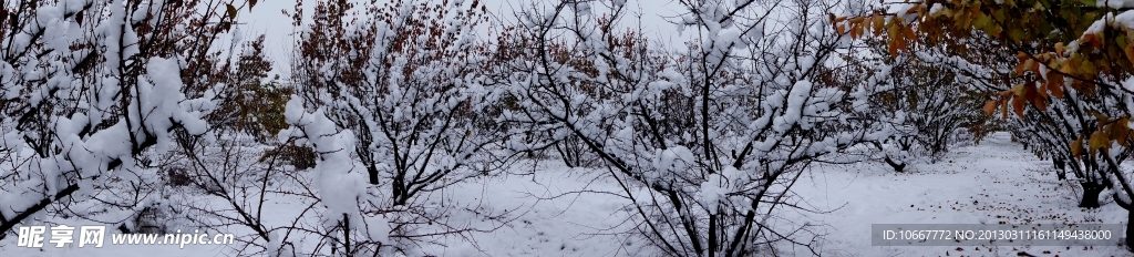 雪后美景