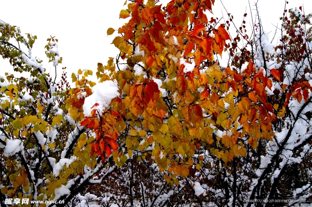 雪后的红叶