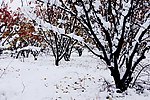 雪后
