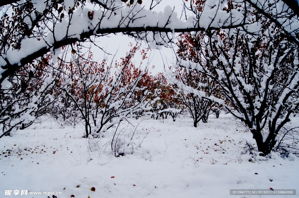 雪后