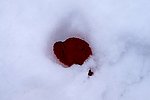 雪中的红叶
