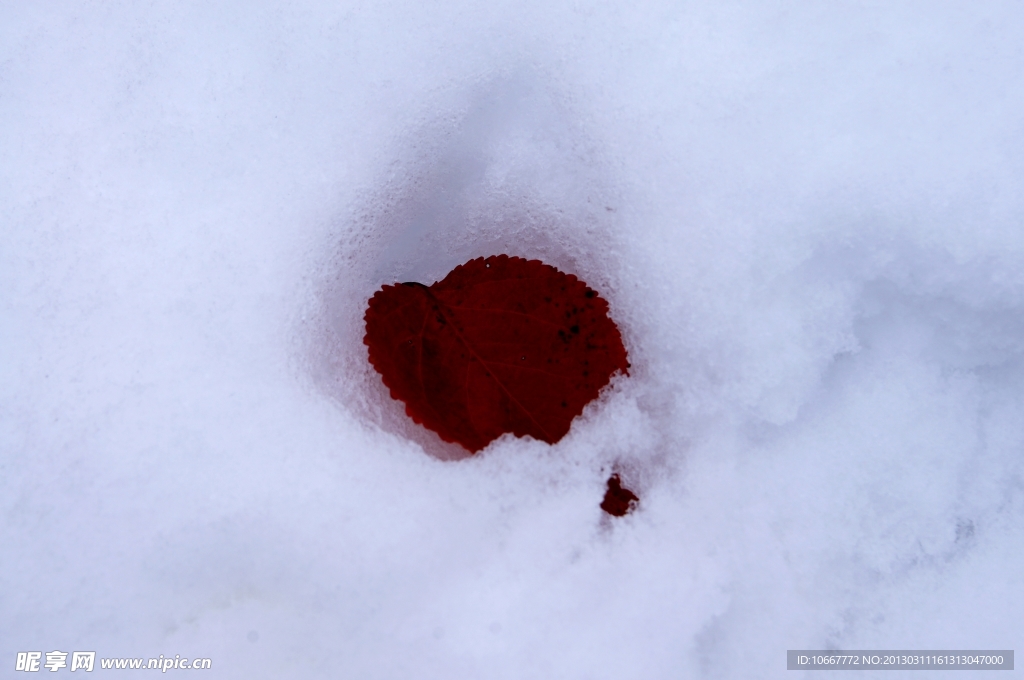 雪中的红叶